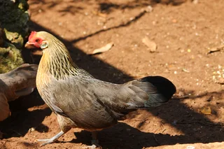 Beautiful Dutch Bantam/ Hollandse kriel  - miniature chicken