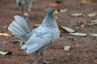 Beautiful Dutch Bantam/ Hollandse kriel  - miniature chicken