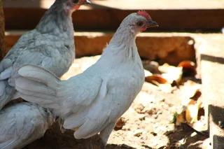 Beautiful Dutch Bantam/ Hollandse kriel  - miniature chicken
