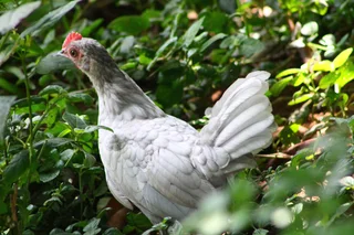 Beautiful Dutch Bantam/ Hollandse kriel  - miniature chicken