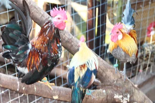 Serama cockerels - Smallest breed in the world