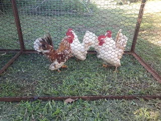 Serama cockerels - Smallest breed in the world