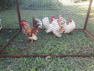 Serama cockerels - Smallest breed in the world