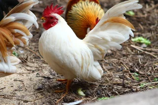 Miniature chicken - bantams -serama