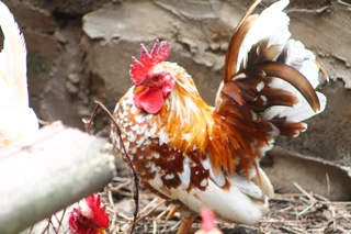 Miniature chicken - bantams -serama