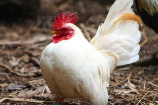 Miniature chicken - bantams -serama