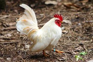 Miniature chicken - bantams -serama