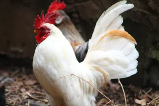 Pretty miniature cockerels - bantams - Serama