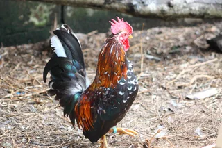 Pretty miniature cockerels - bantams - Serama