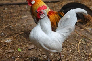 Beautiful miniature chicken - Bantams - Dutch Bantam