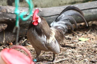 Beautiful miniature chicken - Bantams - Dutch Bantam