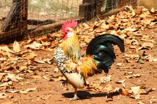 Beautiful miniature chicken - Bantams - Dutch Bantam
