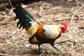 Beautiful miniature chicken - Bantams - Dutch Bantam