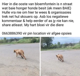 Donations urgently needed for hungry animals