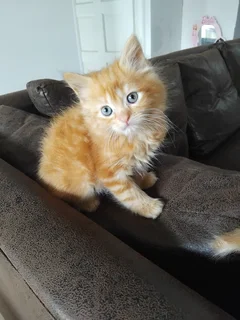 Cats - Ad posted by Malissa Erasmus