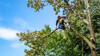 Apex Tree Fellers GP