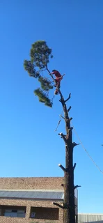 Apex Tree Fellers GP