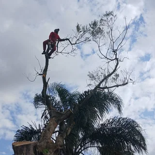 Apex Tree Fellers GP