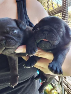 Pug Puppies