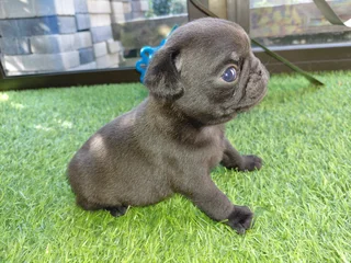 Pug Puppies