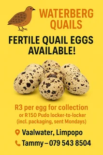 Quail eggs