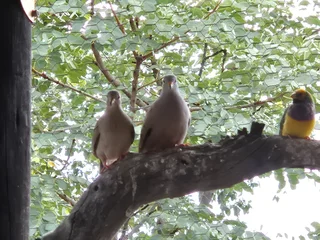 Ground croaking doves