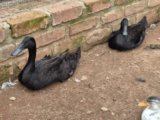 Indian runner ducks