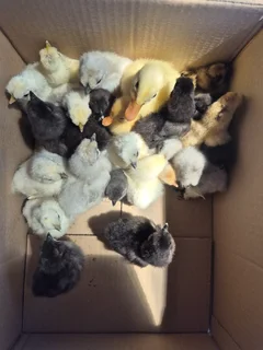 Silkie chicks
