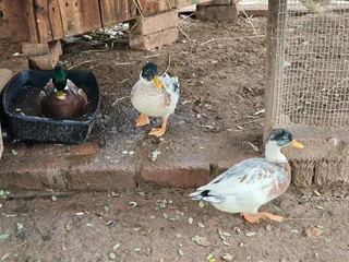 poultry - Ad posted by Tammy Dennis