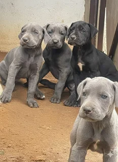 Great Dane puppies for sale