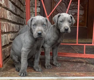 Great Dane puppies for sale