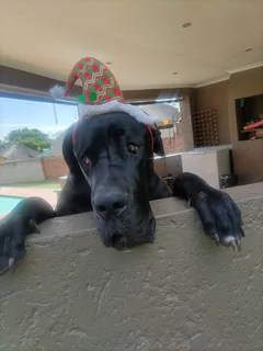 Great Dane