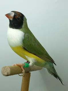 Blue Gouldian finches