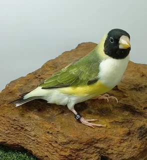 Blue Gouldian finches