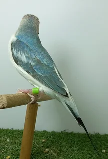 Blue Gouldian finches