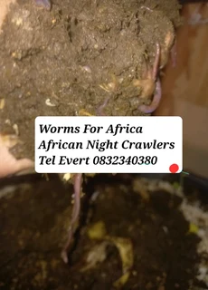 Earth Worms African Night Crawlers