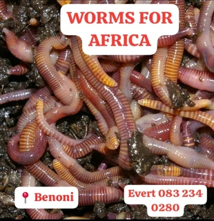 Earth Worms