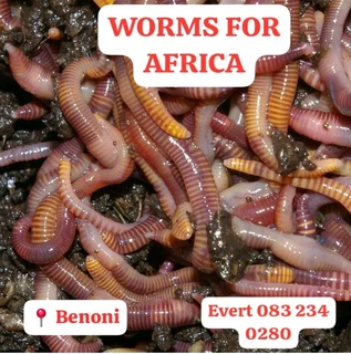 Organic Vermicast compost