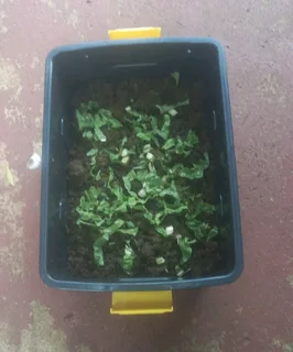 Red Kariba Worm Farm