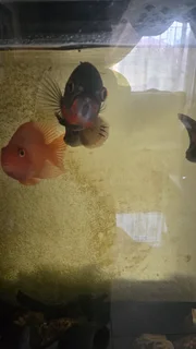 Aquarium Oasis: Complete Fish tank with vibrant blood parrots and more