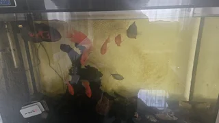 Aquarium Oasis: Complete Fish tank with vibrant blood parrots and more