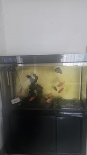 Aquarium Oasis: Complete Fish tank with vibrant blood parrots and more