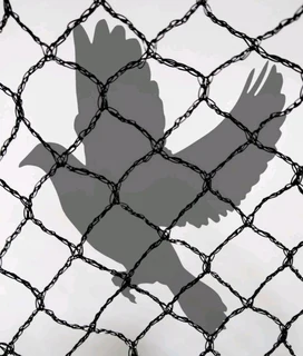 Bird deterrent products.