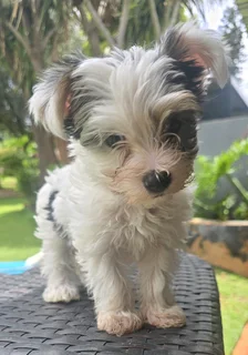 Female Biewer Yorkie for sale