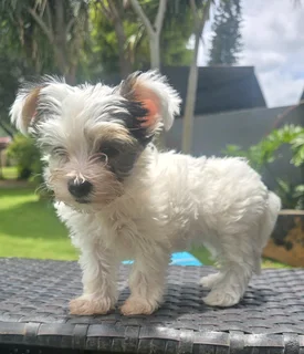 Female Biewer Yorkie for sale