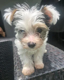 Female Biewer Yorkie for sale