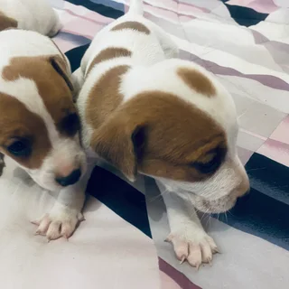 Pet - Ad posted by maatlametlomasiga gmail.com