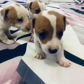 Pet - Ad posted by maatlametlomasiga gmail.com