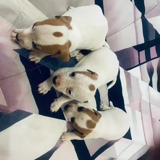 Pet - Ad posted by maatlametlomasiga gmail.com