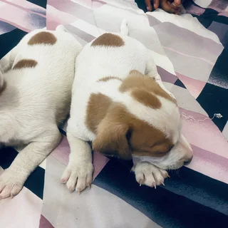 Pet - Ad posted by maatlametlomasiga gmail.com